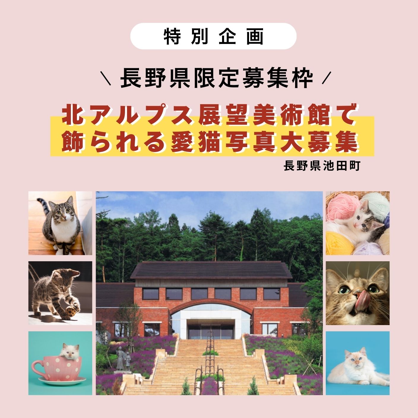 ねこにすと募集ページ